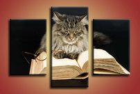 Mačka s knihou - ZR 0051
