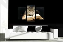 Mačka s knihou - ZR 0051