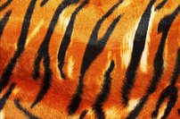 Tapeta ZR 0052 - Škvrny