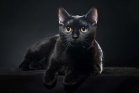 Tapeta Čierna mačka - ZR 0055