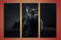 Čierna mačka - ZR 0055