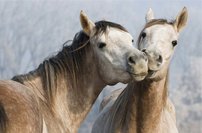 Tapeta Koníky - ZR 0056