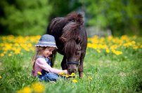 Tapeta Poník - ZR 0057