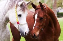 Tapeta Kone - ZR 0058