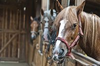 Tapeta Kone - ZR 0060