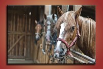 obraz na stenu kone - 1