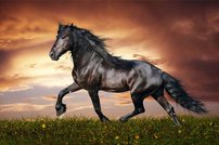 Tapeta Kôň ZR 0062