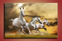 Biele kone - ZR 0064