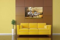 Biele kone - ZR 0064