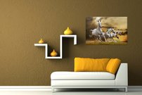 Biele kone - ZR 0064