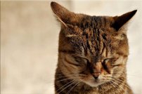 Tapeta Mačka - ZR 0070