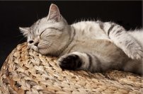 Tapeta Mačka - ZR 0072