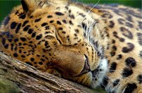 Tapeta Leopard - ZR 0073