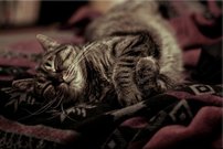 Tapeta Mačka - ZR 0076