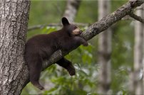 Tapeta Medvedík - ZR 0077