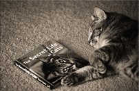 Tapeta Mačka - ZR 0078