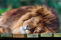 Tapeta Lev - ZR 0079