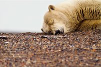 Tapeta Biely medveď - ZR 0080