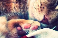 Tapeta Mačka - ZR 0082