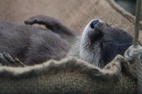 Tapeta Bobor - ZR 0083