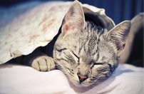 Tapeta Mačiatka - ZR 0085