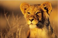 Tapeta Levíča - ZR 0087