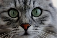 Tapeta Mačka - ZR 0091