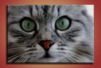 Mačka - ZR 0091