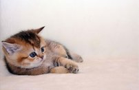 Tapeta Mačiatko - ZR 0092