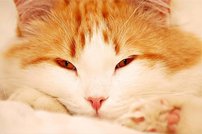 Tapeta Mačka -ZR 0095