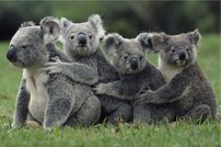 Tapeta Koaly - ZR 0097