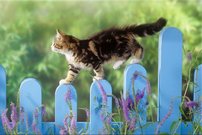 Tapeta Mačiatko - ZR 0098