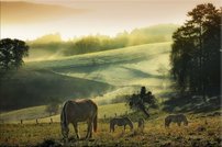 Tapeta Koníky - ZR 0099