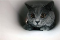 Tapeta Kocúr - ZR 0101