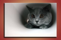 obraz na stenu kocur - 1