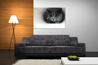obraz na stenu kocur - 4
