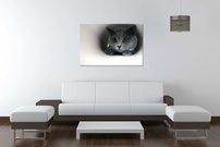 obraz na stenu kocur - 3