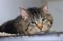 Tapeta Kocúr - ZR 0103