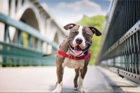 Tapeta Psík - ZR 0104