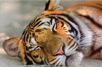 Tapeta Tiger - ZR 0105