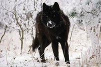 Tapeta Vlk - ZR 0107