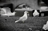 Tapeta Čajky - ZR 0108