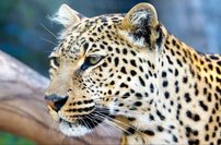 Tapeta Jaguár - ZR 0109