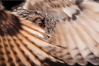 Tapeta Sova - ZR 0112