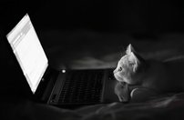 Tapeta Mačka - ZR 0113