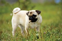 Tapeta Buldog - ZR 0115