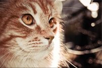 Tapeta Mačka - ZR 0116