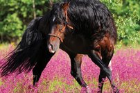 Tapeta Kôň - ZR 0118