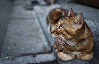 Tapeta Kocúr - ZR 0119