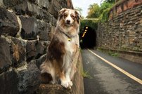 Tapeta Psík - ZR 0120